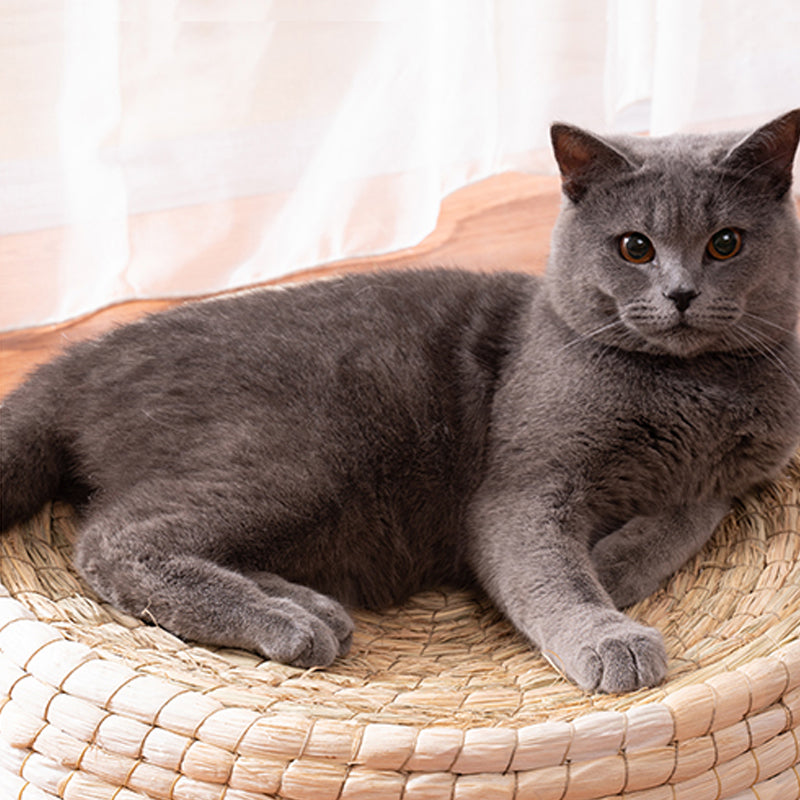 Cozy Pet Cat Bed