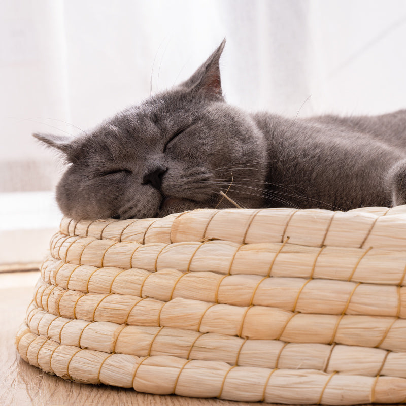 Cozy Pet Cat Bed