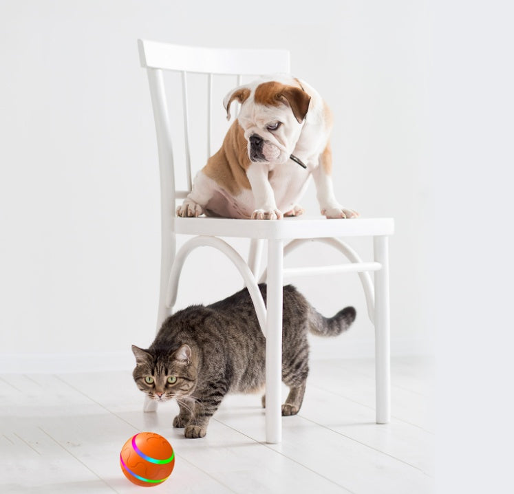Intelligent Cat Play Ball